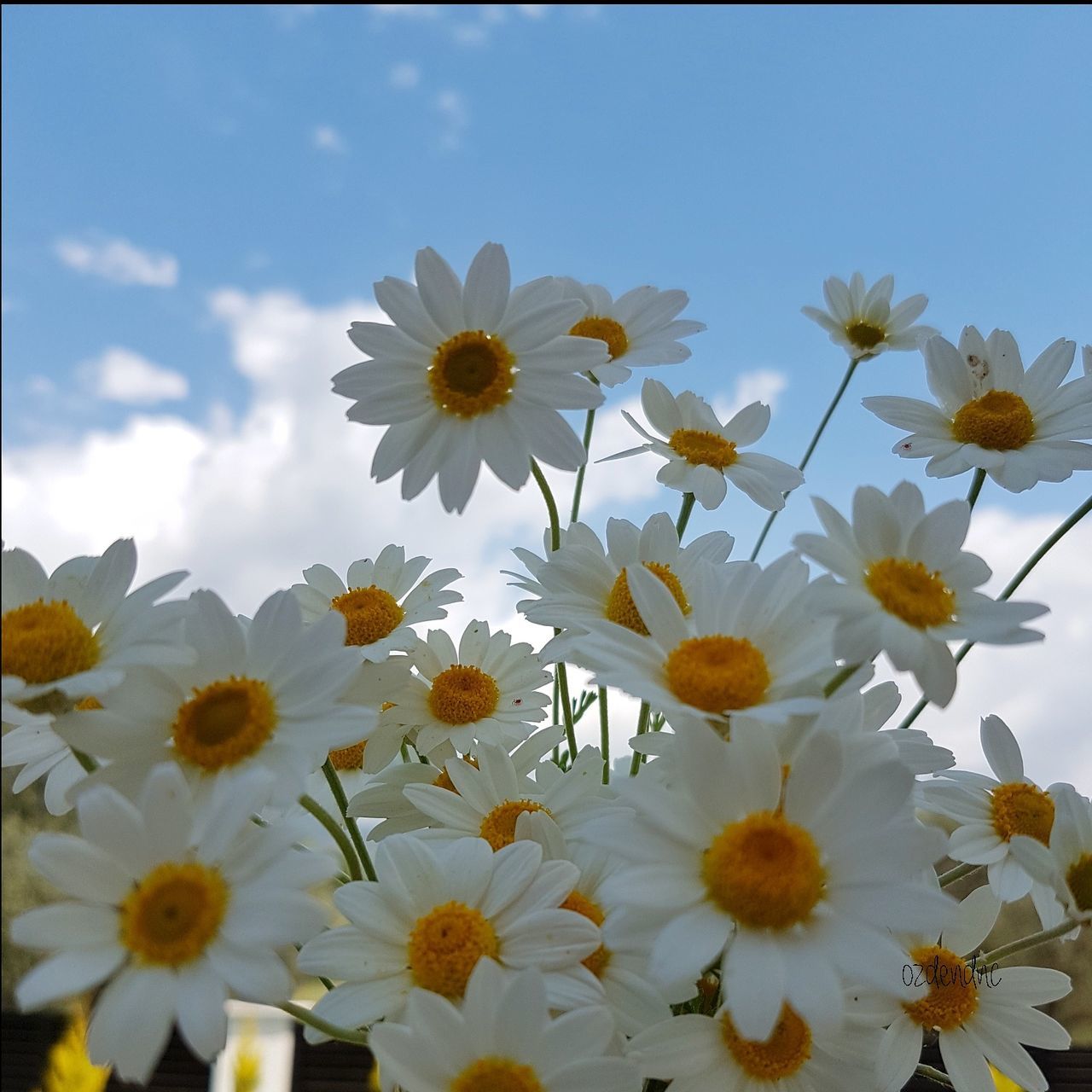 flower, nature, fragility, beauty in nature, freshness, petal, growth, no people, day, flower head, full frame, outdoors, blooming, sky, close-up