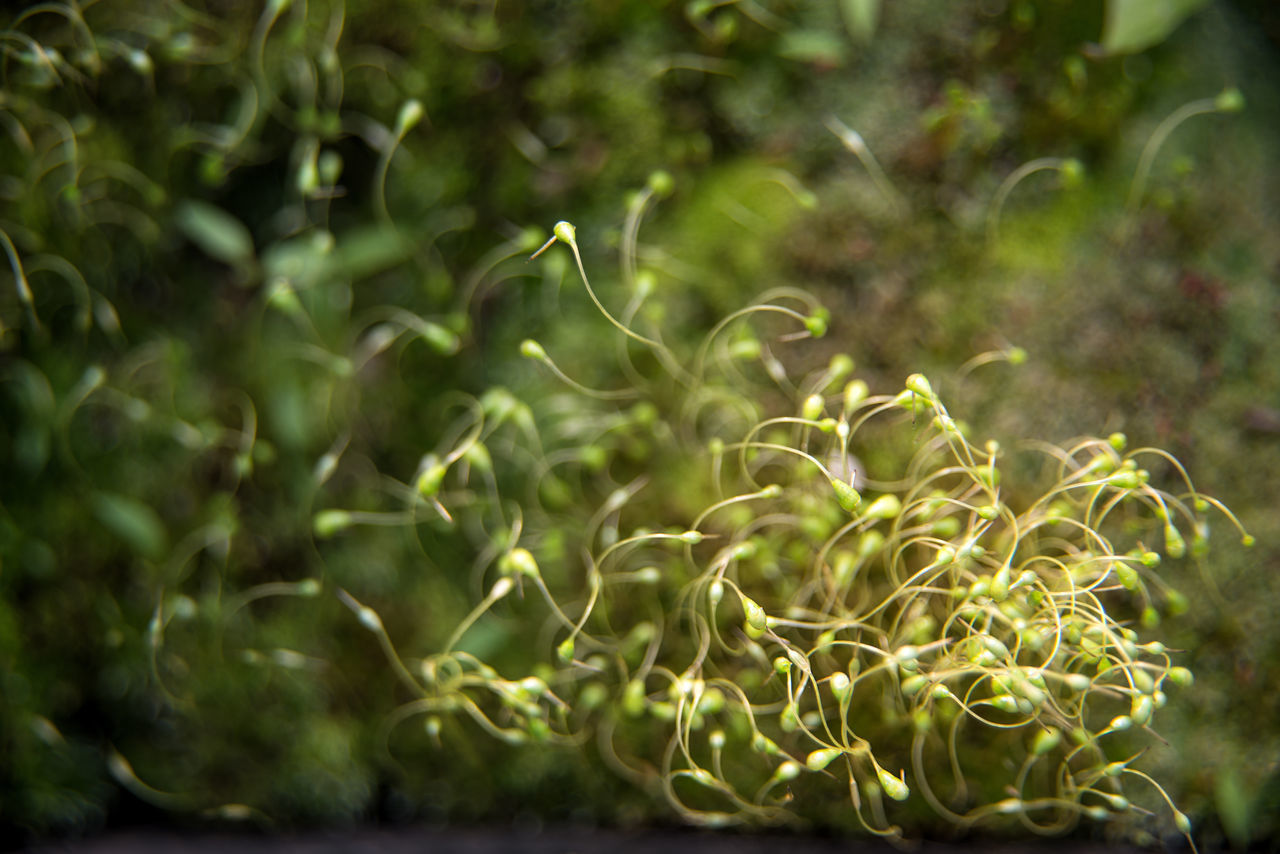 CLOSE-UP OF FRESH GREEN LEAVES