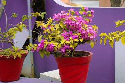 Close-up of potted plant