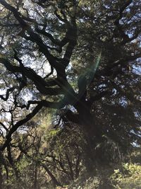 Low angle view of trees in forest