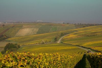 Scenic view of agricultural field against clear sky