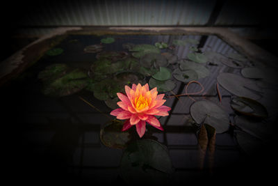 High angle view of water lily on plant
