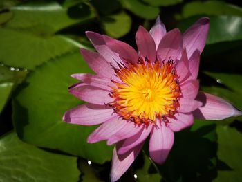 Close-up of pink water lily