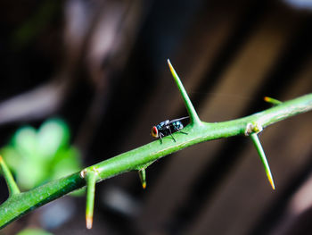 Close-up of insect on green leaf