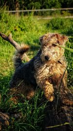 Portrait of dog on field