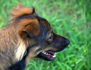 Close-up of dog