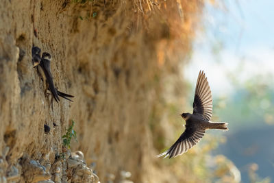Flock of birds flying