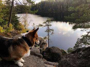 Dog standing on rock by lake
