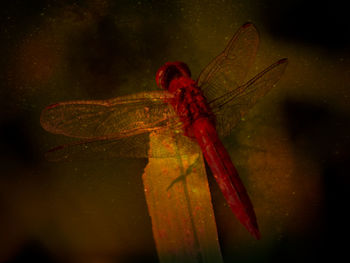 Close-up of dragonfly on leaf