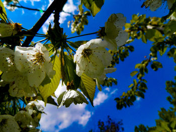 Low angle view of apple blossoms in spring