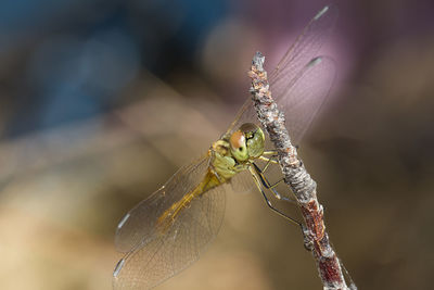 Close-up of damselfly on leaf