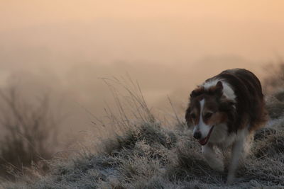 Dog walking on grass