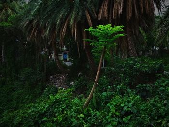 Trees and plants in forest