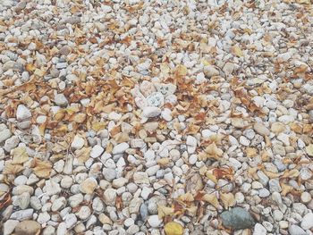 Full frame shot of pebbles on beach