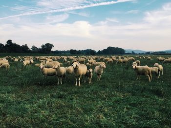 Sheep grazing on field