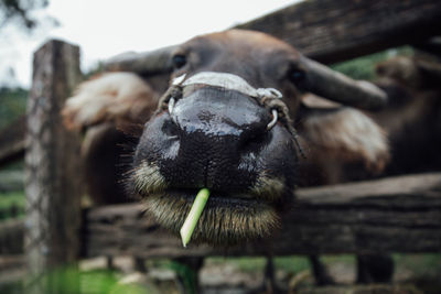 Close-up of buffalo eating food