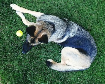 High angle view of dog on grass