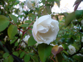 Close-up of flower blooming outdoors