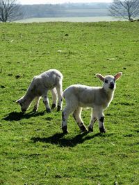 Sheep on field