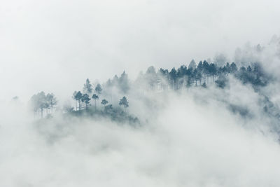 Low angle view of trees against sky