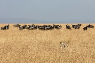 Horse grazing on field