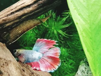 High angle view of bird on leaf