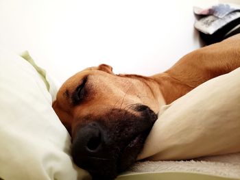 Close-up of dog sleeping on bed at home