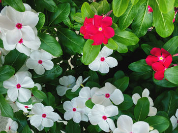 High angle view of pink flowering plant