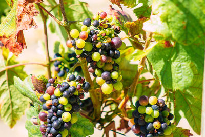 Close-up of grapes in vineyard