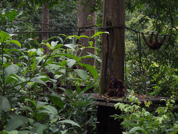 Monkey in a forest