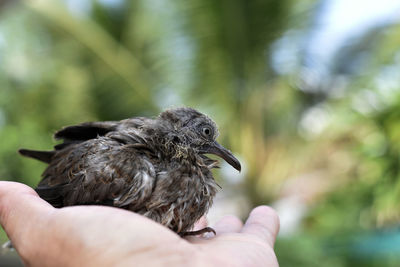 Close-up of hand feeding bird