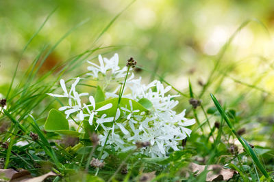 Close-up of insect on flower