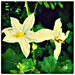 Close-up of flowers blooming outdoors