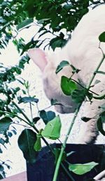 Close-up of white cat flower