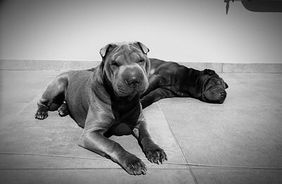 Dog sleeping on bed