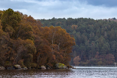 Scenic view of river amidst trees in forest against sky