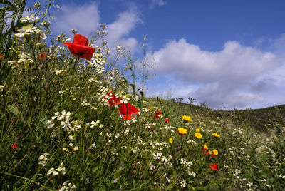 Red poppy flowers on field against sky