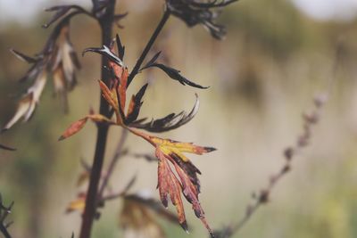 Close-up of red flowering plant
