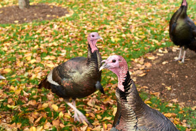 Close-up of duck on field