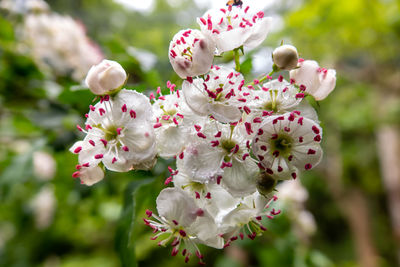 Close-up of pink cherry blossoms