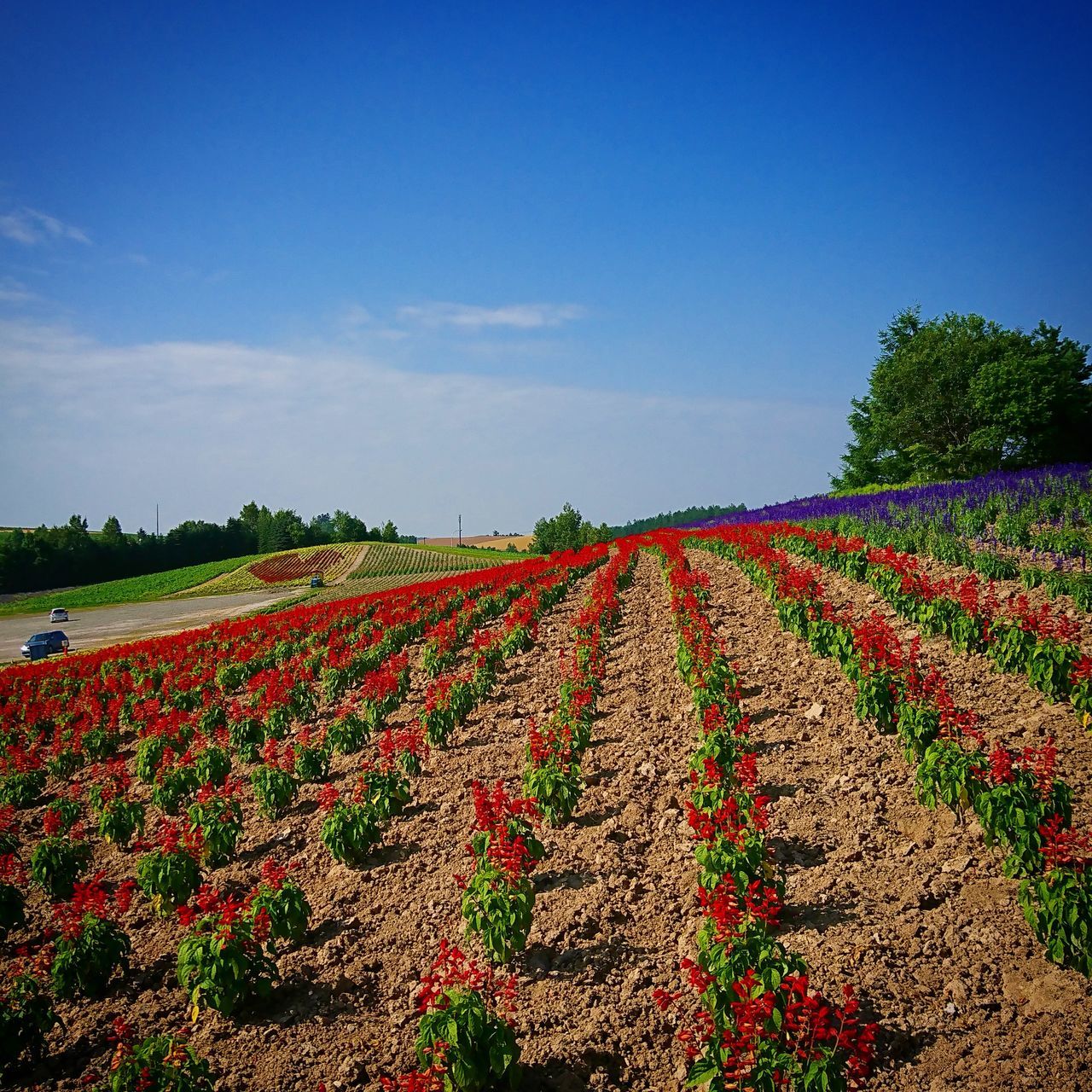 sky, plant, growth, land, landscape, nature, beauty in nature, field, agriculture, environment, scenics - nature, tranquil scene, tranquility, flower, flowering plant, rural scene, day, no people, cloud - sky, farm, flowerbed, plantation