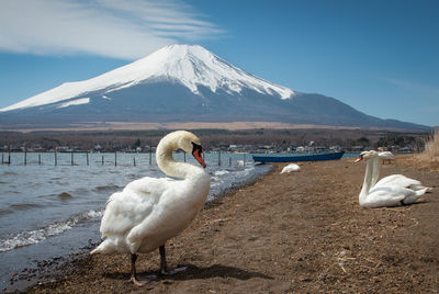 Swans on lake shore against mountain range