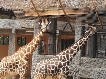 Horse in zoo