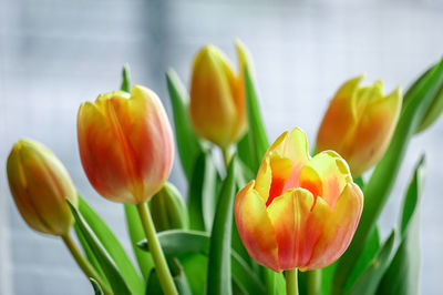 Close-up of yellow tulips