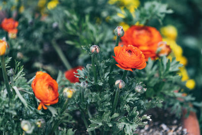 Close-up of orange poppy flowers