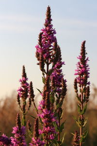 Close-up of purple flowering plants on field