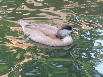 High angle view of duck swimming in lake