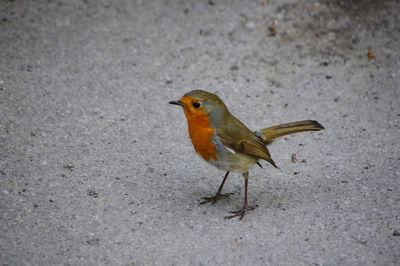 Close-up of robin perching on footpath