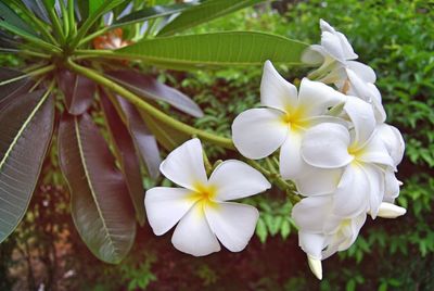 Close-up of white frangipani blooming outdoors