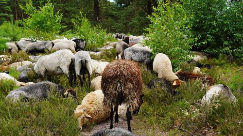 Flock of sheep grazing in lüneburg heath 